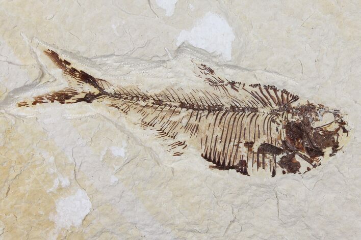 Diplomystus Fossil Fish - Wyoming #101177